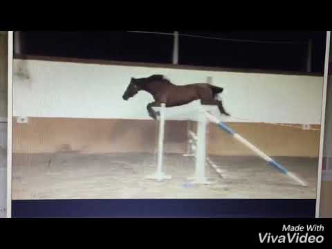 Ralucca *2015 Riamo x Lamentos - Freispringen und Freilaufen