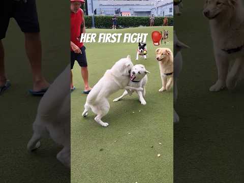 2 white HUSKYS fight 🥊 at the DOG PARK 🫣 #husky #fight