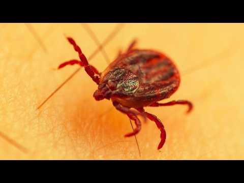 Tick (Ixodida) – Parasitic Strategy, Disease Transmission, and Survival