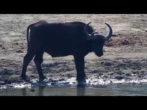 Djuma: Lone Buffalo with Elephants-Pt:2 - 08/26/20