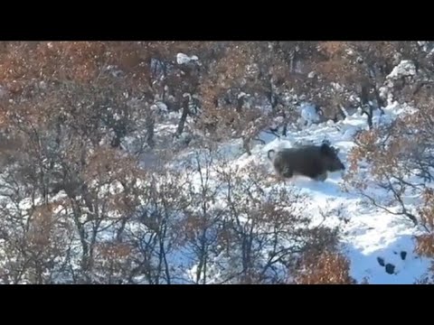 LOVAČKI PAS PODIGAO VEPRA KAPITALCA NA PRVOME SNIJEGU