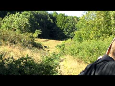 Long range 3D Buffalo with Longbow and Recurve