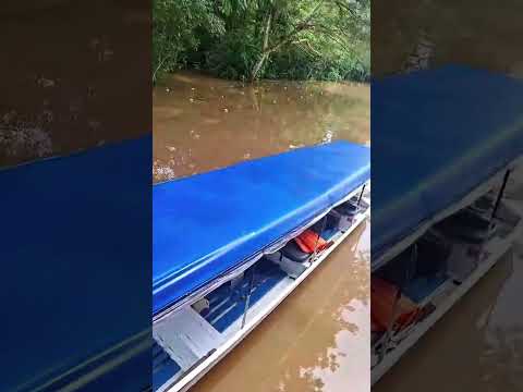 Domingo maravilhoso na pesqueira de ipixuna no Amazonas