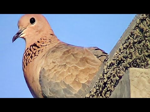 Laughing Dove call