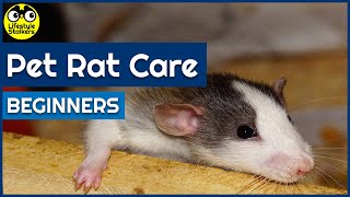 Pet Rat Care - Introduction for Beginners!