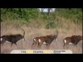 Sable Antelope Okavango Delta