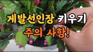 게발선인장 키우기! 꼭 알아야하는 주의 사항!! #엉클플랜트 #식물키우기 #게발선인장키우기