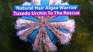 Hair Algae Removal / Natural Eater - Saltwater Reef tank