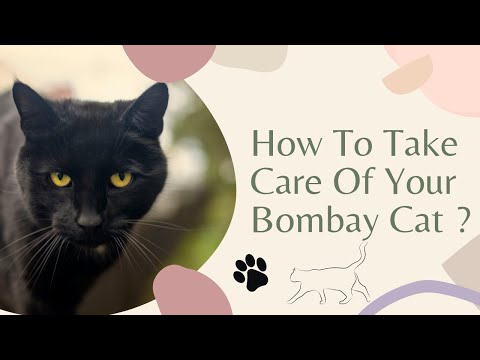 How To Take Care of Your Bombay Cat ? | Step by Step Explained | PetHaven