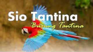 burung tantina burung-tantina