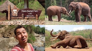 A Day at Patara Elephant Farm in Chiang Mai Thailand
