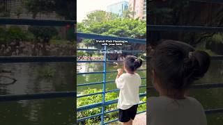 Download lagu Perfect family🧑‍🧑‍🧒 spot! 🦩 Bring the kids and watch the flamingos up close #hongkong #shorts mp3
