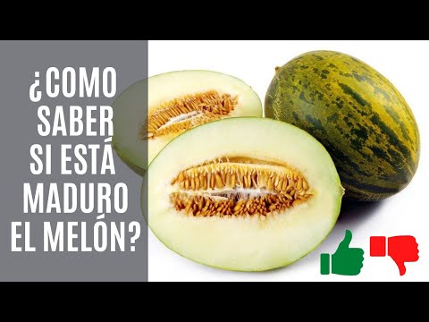 ¿Cómo saber si un melón está maduro o bueno? 👍