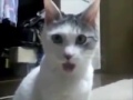 THX Cat 2