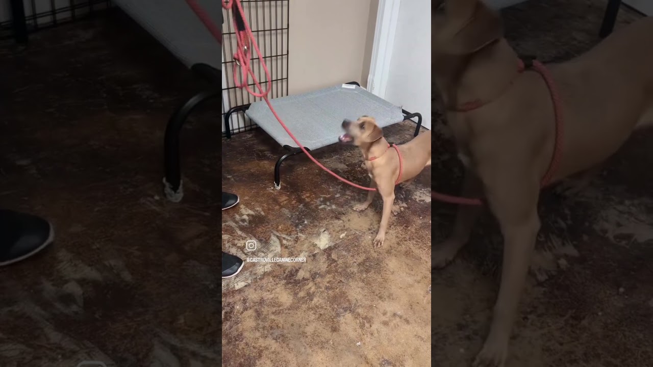 Enlarge Gouda, a Adoptable mixed breed in Austin, TX video 6/6
