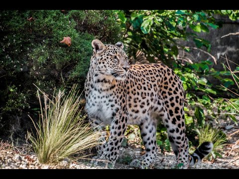 "Return of the Ghost: Rewilding the Persian Leopard in Greece"