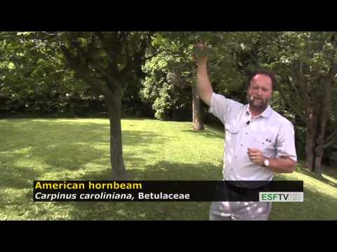 Trees with Don Leopold - American hornbeam