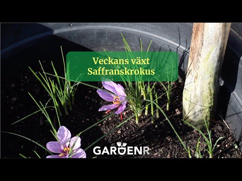 Veckans växt saffran - Trädgårdshacks med GardenR