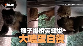 [問卦]猴子都不怕大黃蜂嗎？