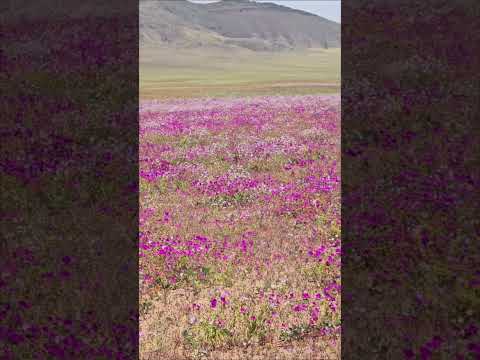 On the road to Copiapo Chile #atacama #superbloom2026