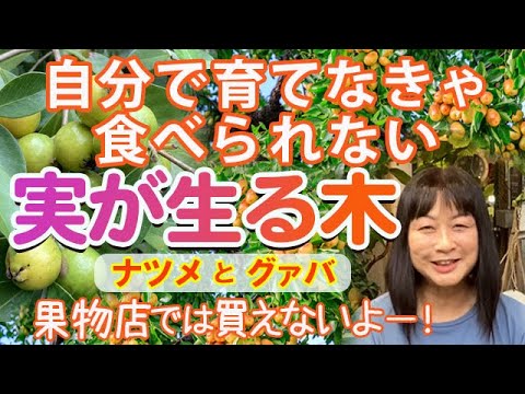 園芸 ナツメの木、明日の果樹