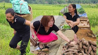Harvesting sweet potatoes to sell at the market and buying vegetable seeds for the farm - Ly Thi Vy