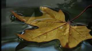 "Yuzen" - GIOVANNI ALLEVI  (Love, 2015)