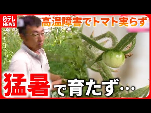 トマトの疫病の蔓延を阻止する奇跡のヒント!  庭園