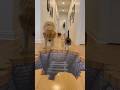 Cat Walks Through Deadly Floor Trap Like A Boss Dog Completely Loses It