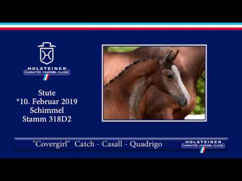Fohlenauktion Hamburger Derby | Nr. 09 - Covergirl v. Catch-Casall