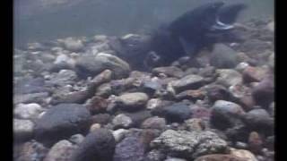 preview picture of video 'Masu salmon spawning in Hokkaido, Japan'