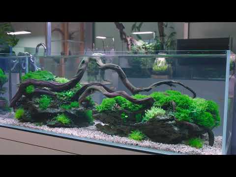 Watch Video on YouTube