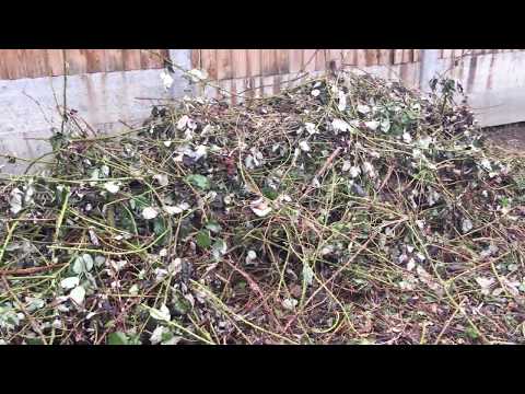 How to Clear Brambles!