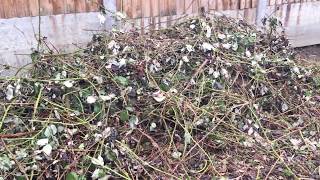 How to Clear Brambles!