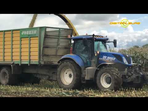 Mais hakselen in Kerkwijk