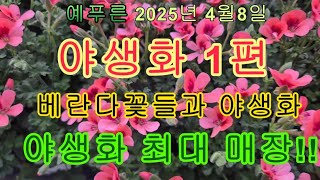 25년4 7   야생화 1편