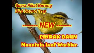 Download lagu CIKRAK DAUN GACOR | CIKRAK DAUN PIKAT | SUARA PARE PARE GACOR mp3