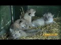 Introducing New Born Lion Cub Simba And His Siblings At Longleat Safari Park