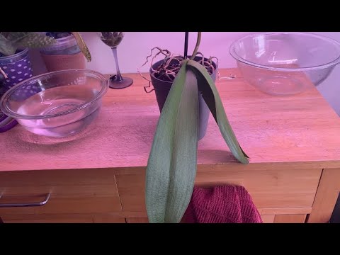 Rehabilitate a Phalaenopsis with me-orchid rescue with water culture