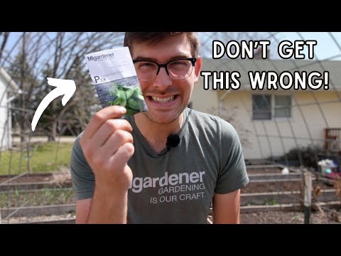 Grow Peas Like a Pro - EXPERT Tips For An OUTSTANDING Harvest