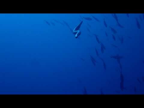 Big Friendly Sea Snake Okinawa Japan