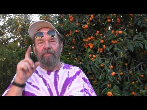 download lagu mp3 mp4 California Satsuma Mandarins, download lagu California Satsuma Mandarins gratis, unduh video klip California Satsuma Mandarins