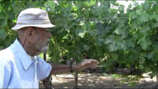 preview picture of video 'Ed Scherrer: Cabernet vines and clusters'