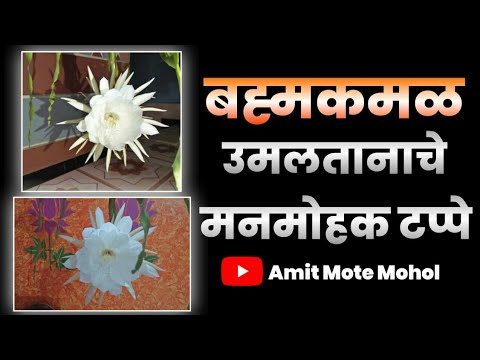 #ब्रह्म कमळ#nightqueen #himalaya #daivik #flower #brahmakamal#blossom @MauliMote2483