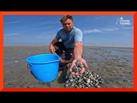 KOKKELS RAPEN - HOE DOE JE DAT EIGENLIJK?