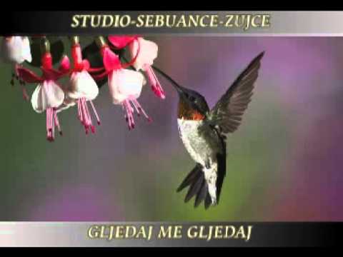 ZUJCE gljedaj me gljedaj