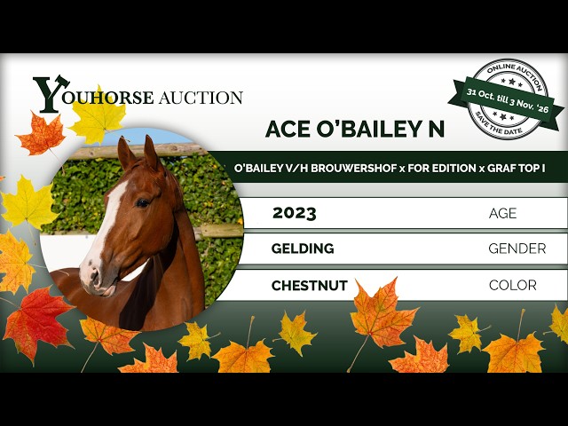 Ace O'Bailey N