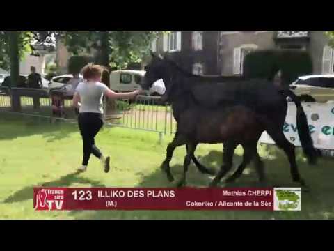 Sprinter Sacré Show 2018 : Lot 123 - ILLIKO DES PLANS