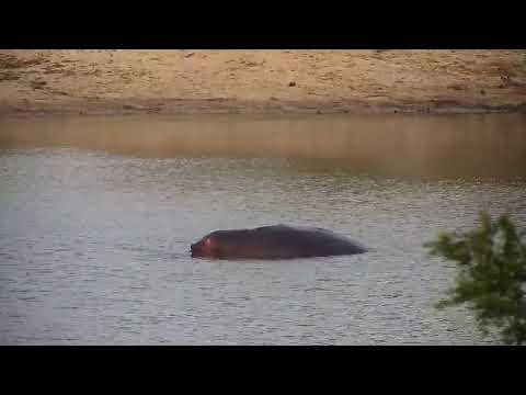 Djuma: Hippo does a barrel roll - 18:16 - 10/30/20