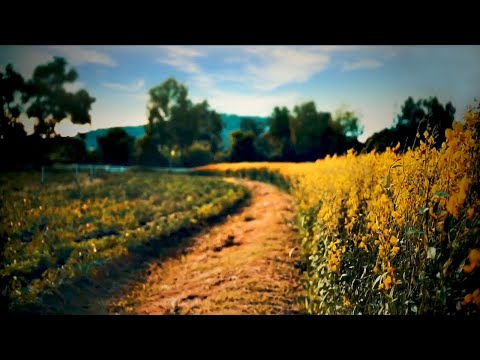 Lazy Summer’s Day Ambience In An English Countryside Meadow | Relaxing Summertime Nature Sounds